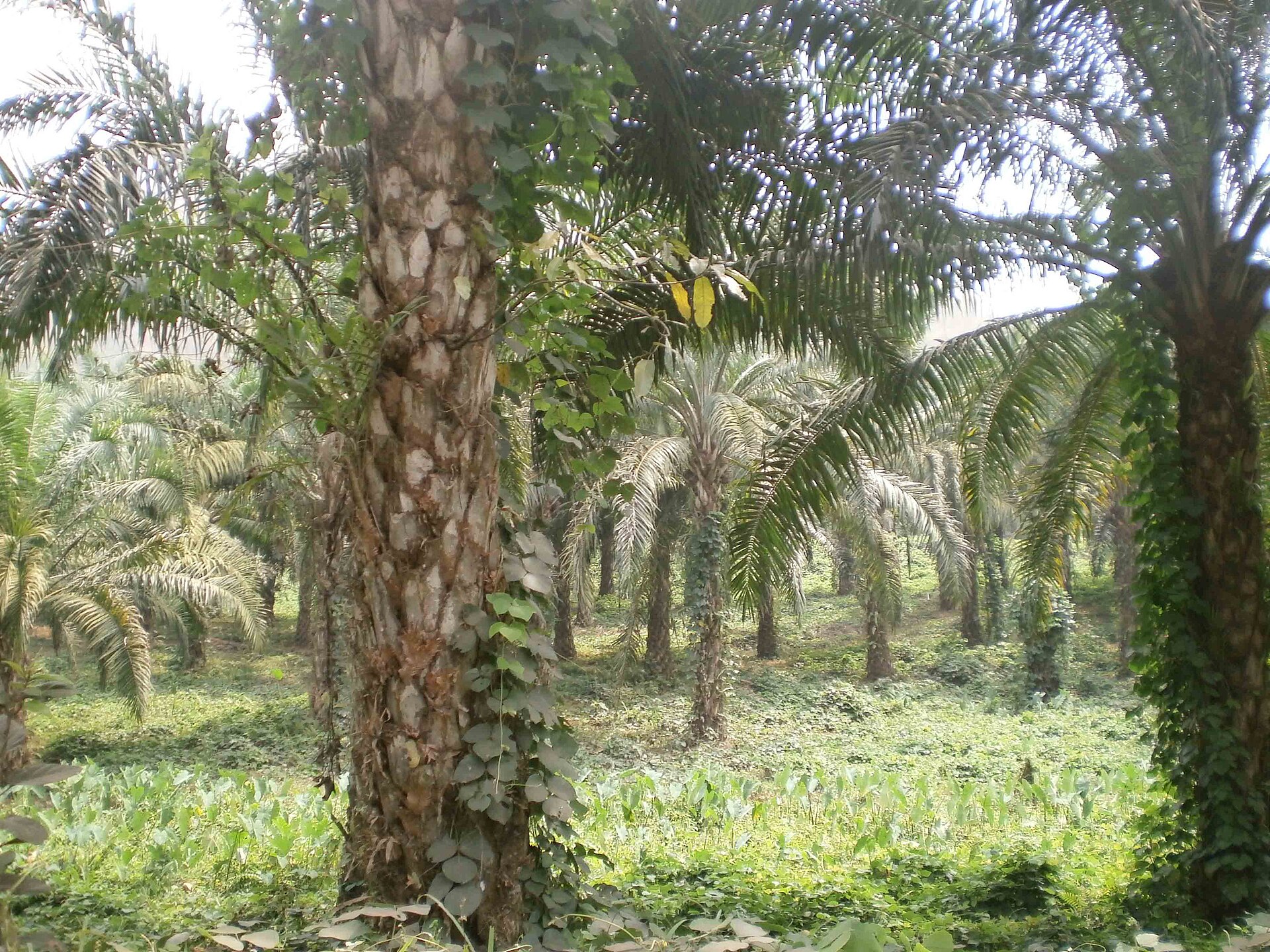 El Nino & Krisis BBM Mengancam Produksi Sawit RI-Malaysia: Harga CPO Bisa Mengetat, Ini Dampaknya ke Saham AALI, LSIP, SIMP